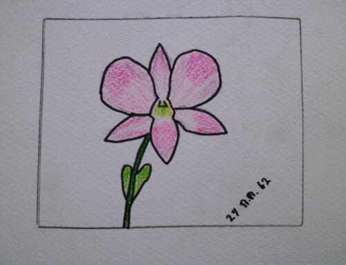 ดอกไม้สีชมพู